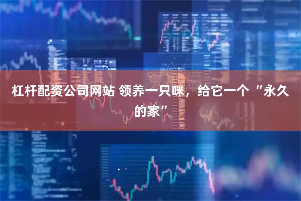 杠杆配资公司网站 领养一只咪，给它一个 “永久的家”